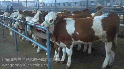 吉林西门塔尔繁育母牛养殖基地 吉林西门塔尔繁育母牛价格
