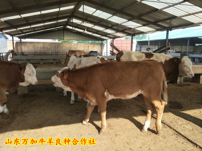 都昌县肉牛养殖合作社