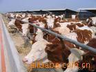 牛-选良种养殖项目到恒美牧业肉牛种公牛鲁西黄牛西门塔尔牛品种齐全-牛尽在阿里巴巴.