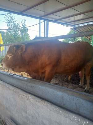 正规肉牛养殖繁育基地小牛犊繁殖屠宰肉牛出售架子牛价格养殖技术